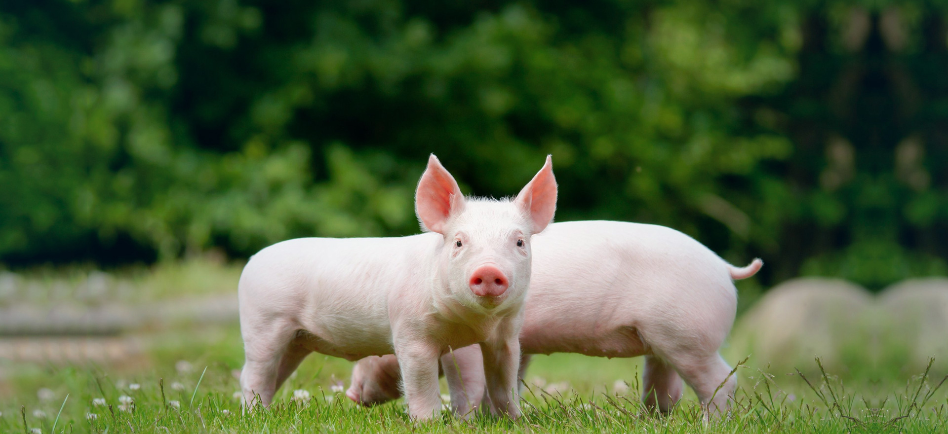 ������ֻΪ��������